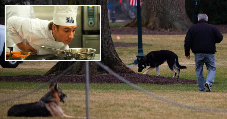 Biden’s Dogs Have A Personal $150k White House Chef