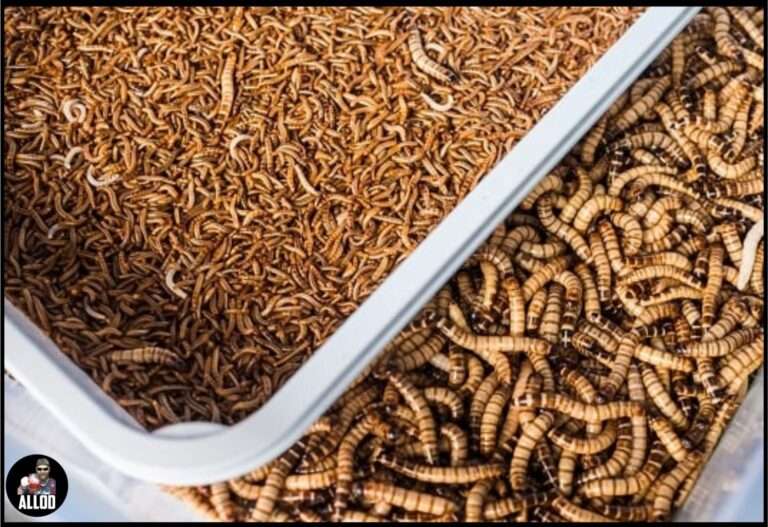 DOGE Uncovers $200 Million Research Project to Replace Beef and Pork with “Synthetic-Based Insect Proteins”